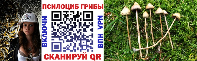 Купить где  Горнозаводск  Псилоцибиновые грибы Psilocybe 